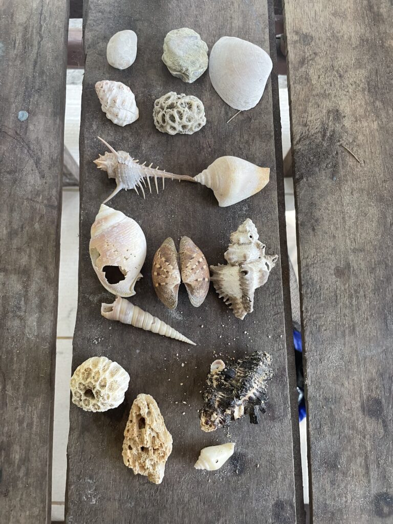 Coquillages symbolisant la Somatic Experiencing à Bruxelles, retour au rythme naturel du corps et libération des tensions internes