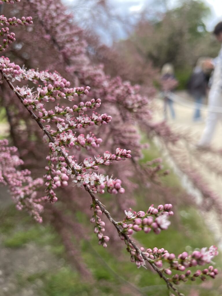 Toucher thérapeutique à Bruxelles – approche corporelle et émotionnelle