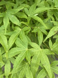 pourquoi je n'utilise pas le concept de l'enfant intérieur