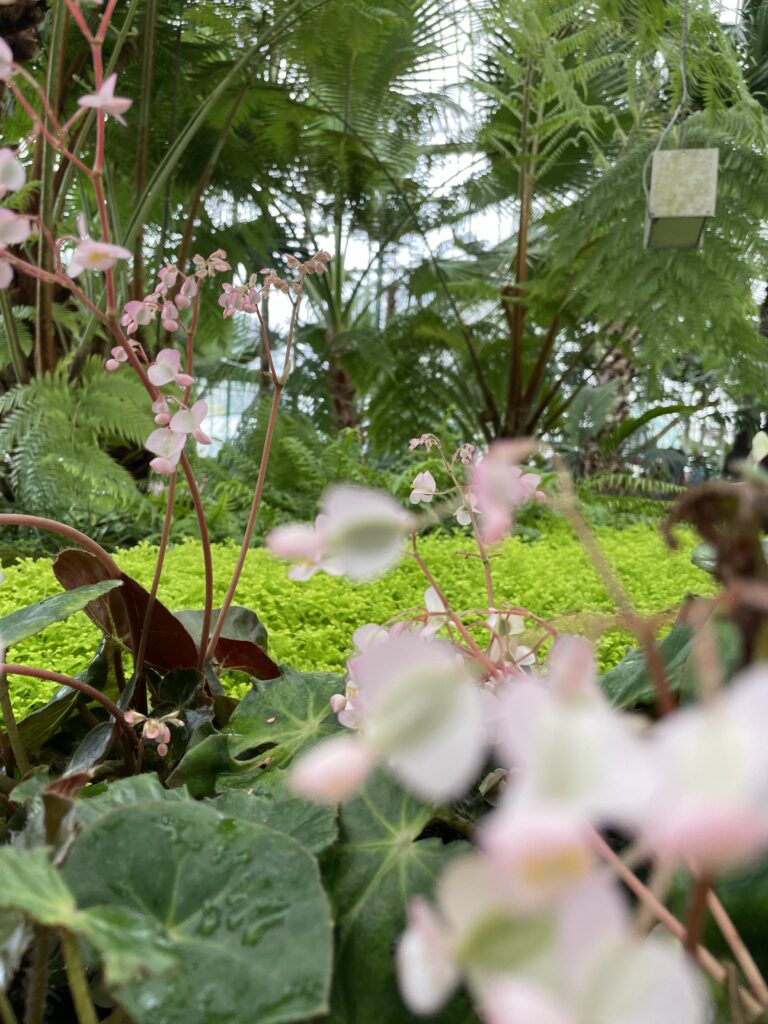 Image apaisante illustrant la douceur de la Somatic Experiencing, méthode corporelle respectueuse à Bruxelles